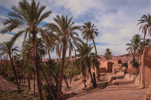 [2.7] OASIS DJEMOURA -BISKRA-