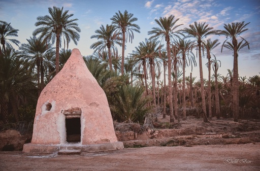 [2.8] MOSOLE AFRICAIN LES ZIBAN -BISKRA-